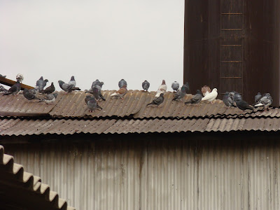 C livia techo DSC05575